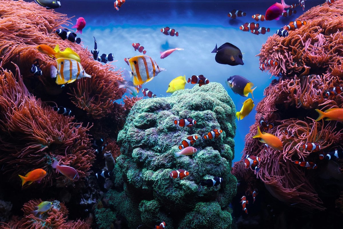 Monterey Bay Aquarium - Gallery Image 4
